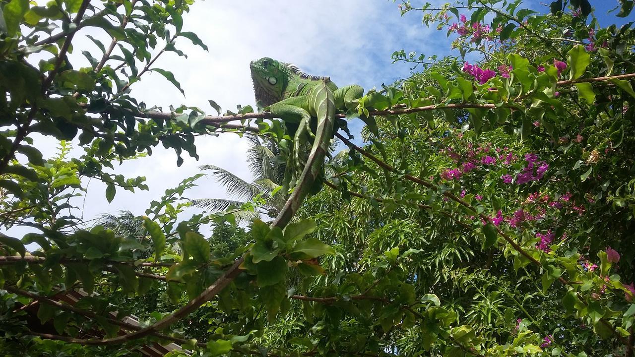 Pousada Ipitanga IV Lauro de Freitas Exteriér fotografie